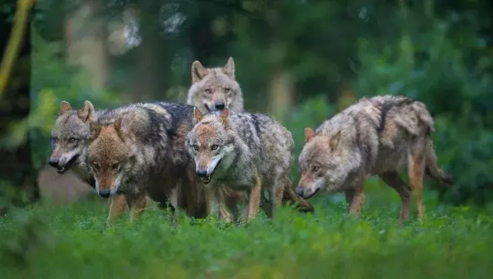Lupi, l'appello degli allevatori: “Servono interventi immediati per difendere il territorio”