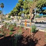 Bosco urbano sul lungomare Vespucci: affidati i lavori Bosco urbano sul lungomare Vespucci: affidati i lavori