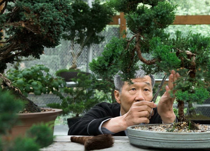 'Festival del Bonsai e delle Arti Giapponesi’ a Imperia 'Festival del Bonsai e delle Arti Giapponesi’ a Imperia