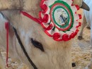 Carrù celebra la razza piemontese: asta del bue, pranzo e giochi alla nona Festa della Carne