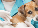 Campagna di microchippatura per cani: al via le giornate organizzate da Asl1 Campagna di microchippatura per cani: al via le giornate organizzate da Asl1
