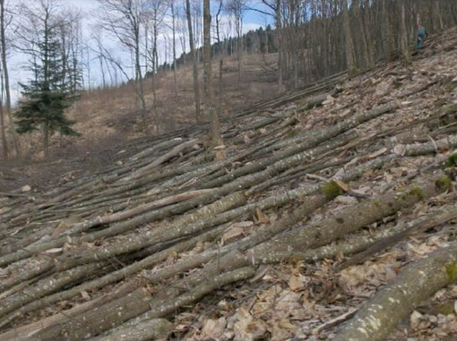 Dalla valle Argentina l'appello alla politica contro il taglio dei faggi del bosco di Rezzo