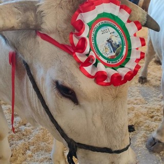 Carrù celebra la razza piemontese: asta del bue, pranzo e giochi alla nona Festa della Carne