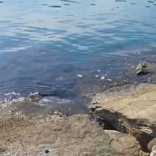 AL DIRETTORE. Bandiere Blu, ma il mare è davvero blu? Ogni mattina alla Galeazza strane formazioni schiumose attraversano un mare cristallino