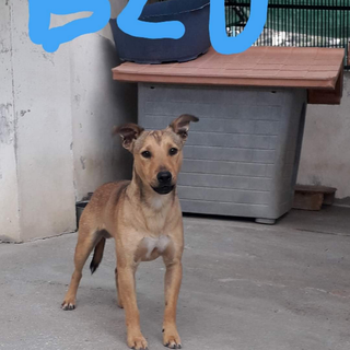 Enpa di Sanremo: il cagnolino Blu aspetta una nuova famiglia Enpa di Sanremo: il cagnolino Blu aspetta una nuova famiglia
