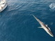 Avvistata una megattera nel Santuario Pelagos alla vigilia dell’inizio di stagione di ricerca Citizen-Science su balene e delfini
