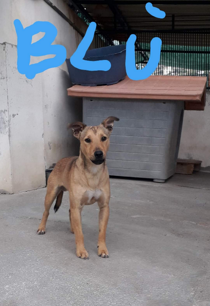 Enpa di Sanremo: il cagnolino Blu aspetta una nuova  famiglia