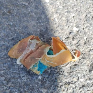 Allarme bocconi avvelenati a Pontedassio, in Valle Impero Allarme bocconi avvelenati a Pontedassio, in Valle Impero