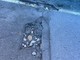 Strade colabrodo e piene di buche, Imperia Senza padroni pungola l'amministrazione Strade colabrodo e piene di buche, Imperia Senza padroni pungola l'amministrazione