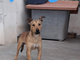 Enpa di Sanremo: il cagnolino Blu aspetta una nuova famiglia Enpa di Sanremo: il cagnolino Blu aspetta una nuova famiglia