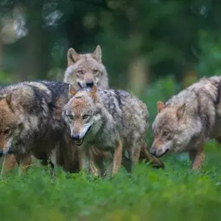 Lupi, l'appello degli allevatori: “Servono interventi immediati per difendere il territorio”