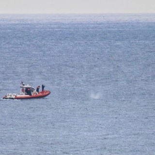 La balena grigia Wally avvistata in provincia di Imperia, l'esemplare scortato verso la Francia "Non va avvicinato" La balena grigia Wally avvistata in provincia di Imperia, l'esemplare scortato verso la Francia "Non va avvicinato"