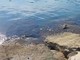 AL DIRETTORE. Bandiere Blu, ma il mare è davvero blu? Ogni mattina alla Galeazza strane formazioni schiumose attraversano un mare cristallino