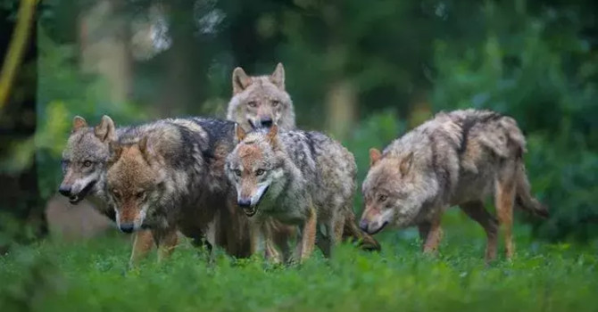 Lupi, l'appello degli allevatori: “Servono interventi immediati per difendere il territorio” Lupi, l'appello degli allevatori: “Servono interventi immediati per difendere il territorio”