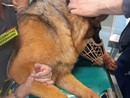 Caramagna, pastore tedesco insegue un gatto e rimane infilzato nel cancello di casa