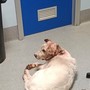Cane aggredito da due molossi: parte la raccolta fondi per Otto Cane aggredito da due molossi: parte la raccolta fondi per Otto