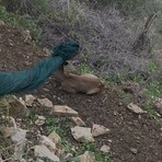 Val Prino, capriolo impigliato in una rete per olive salvato dalle Ambulanze Veterinarie Val Prino, capriolo impigliato in una rete per olive salvato dalle Ambulanze Veterinarie