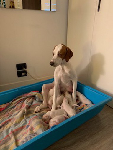 Ospedaletti: otto cuccioli di pointer bianco arancio cercano nuove famiglie