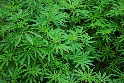 Marijuana legale: in aumento le vendite