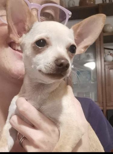 Diano Marina: è stato smarrito il cagnolino Ciciulo, l'appello della proprietaria Diano Marina: è stato smarrito il cagnolino Ciciulo, l'appello della proprietaria