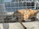 Il cucciolo di volpe ferito resta sotto osservazione al Csar Il cucciolo di volpe ferito resta sotto osservazione al Csar