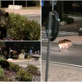 Cinghiali a passeggio in città, gli imperiesi chiedono misure di contenimento degli animali per ragioni di sicurezza