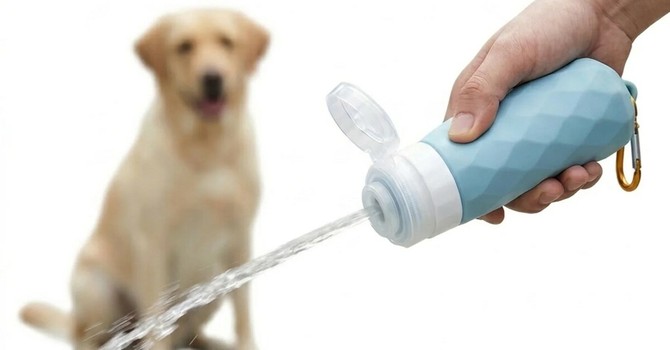 Imperia, fermata dai vigili a cinque metri da casa con il cane senza bottiglietta: multa da 300 euro Imperia, fermata dai vigili a cinque metri da casa con il cane senza bottiglietta: multa da 300 euro