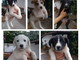 Sanremo: cinque bellissimi cuccioli in cerca di nuove famiglie