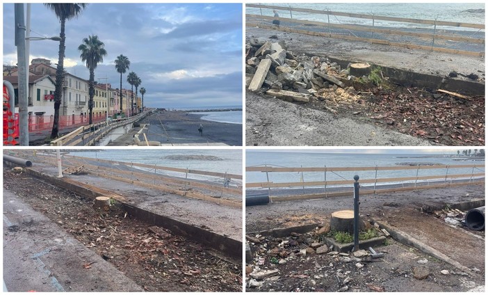 Abbattute cinque palme sul lungomare Colombo, consiglieri dem: "Piante apparentemente sane, non si poteva evitare?"