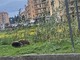 IL PUNTO. Pista ‘cinghiabile’ o pista ciclabile? L’incontro tra uomo e natura sull’Argine sinistro del torrente Impero
