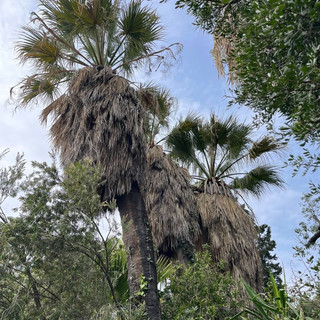 Corso Roosevelt a Imperia, il declino delle palme tra incuria e pericoli