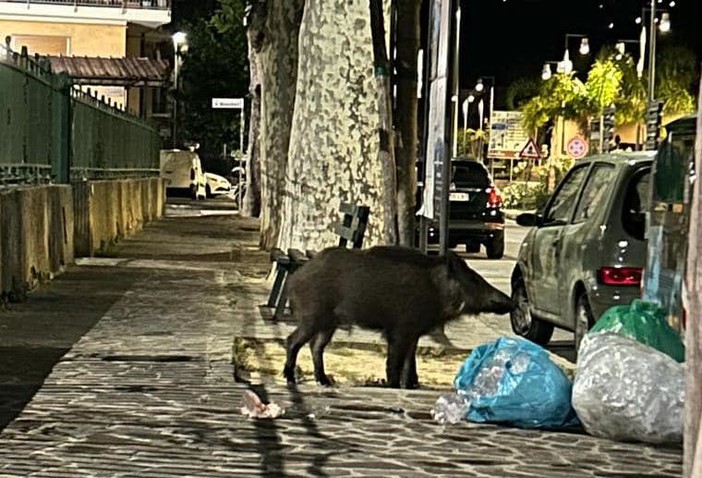 Diano Marina, lo showman Gianni Rossi inseguito da un cinghiale in pieno centro (video)
