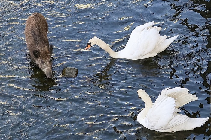A Imperia la convivenza "impossibile" anche tra cinghiali e cigni A Imperia la convivenza "impossibile" anche tra cinghiali e cigni