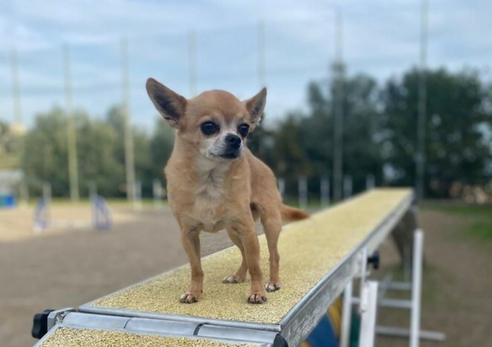 Furti nell’entroterra: scompare Charlie, il Chihuahua di famiglia. Appello dei proprietari
