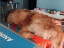 Diano Marina: tre cani salvati da un colpo di calore in un solo pomeriggio Diano Marina: tre cani salvati da un colpo di calore in un solo pomeriggio