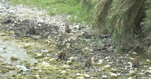 Mamma cinghiale e i suoi cuccioli a spasso nel 'bosco Impero' (video)