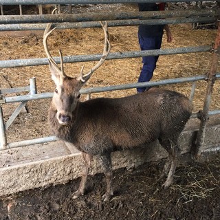 Scelto il nome per la mascotte di Cervo: si chiamerà Elafio e arriverà in primavera (Foto) Scelto il nome per la mascotte di Cervo: si chiamerà Elafio e arriverà in primavera (Foto)