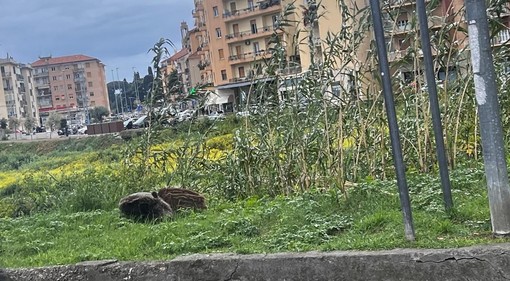 IL PUNTO. Pista ‘cinghiabile’ o pista ciclabile? L’incontro tra uomo e natura sull’Argine sinistro del torrente Impero
