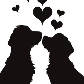 ACCADDE OGGI, 17 DICEMBRE 1987. La struggente storia d'amore tra Sambo e Samba: lui scappa da casa per tornare al canile dalla sua "fidanzata"