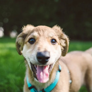 Imperia rafforza la tutela degli animali: al via il servizio di accoglienza e cura