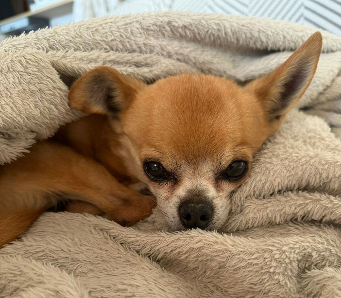 BUONE NOTIZIE/ Charlie torna a casa: lieto fine per il Chihuahua scomparso, abbracciato dal suo piccolo Tommaso