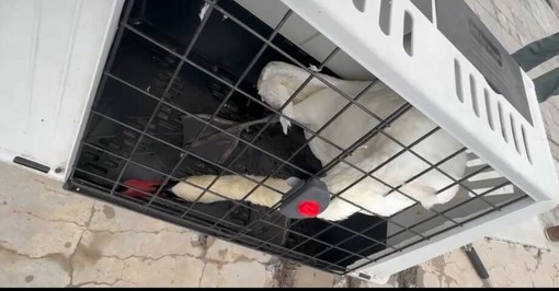 Cigno in difficoltà sul molo lungo di Oneglia: recuperato e affidato alle cure della Vigilanza Animale Regionale