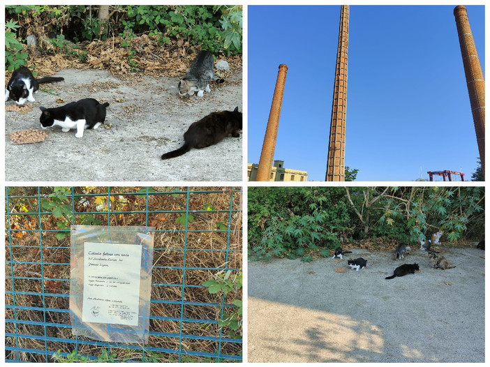 Imperia, colonia felina sotto la ciminiera che il Comune ha deciso di abbattere. Falchi (AK): “I gatti dono essere spostati prima dell’arrivo dei caterpillar” Imperia, colonia felina sotto la ciminiera che il Comune ha deciso di abbattere. Falchi (AK): “I gatti dono essere spostati prima dell’arrivo dei caterpillar”