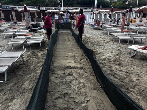 Tartarughe Caretta caretta, iniziano i preparativi in attesa della schiusa