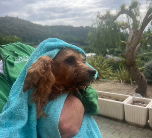 Dramma di Borgomaro: il cagnolino salvato simbolo di speranza