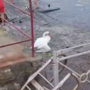 Cigno in difficoltà nel porto di Oneglia, apprensione per le sue condizioni