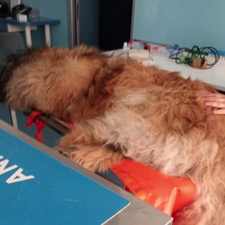 Diano Marina: tre cani salvati da un colpo di calore in un solo pomeriggio