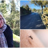 Nel torrente Prino proliferano le zanzare, abitanti preoccupati per l'allarme Dengue Nel torrente Prino proliferano le zanzare, abitanti preoccupati per l'allarme Dengue