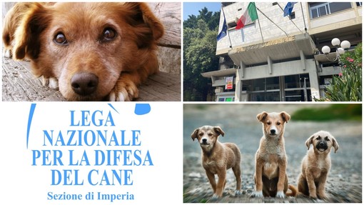 Diano Marina, tutela degli animali randagi: approvata la convenzione con la sezione imperiese della Lega nazionale 'Difesa del cane'