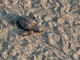 Caretta caretta, il vicepresidente della Regione Piana: "Stagione straordinaria per la biodiversità marina" Caretta caretta, il vicepresidente della Regione Piana: "Stagione straordinaria per la biodiversità marina"